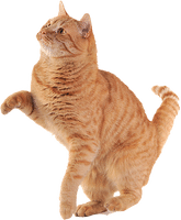 Smaller circular image